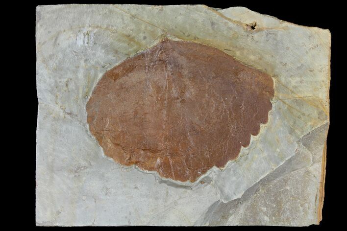 Fossil Leaf (Zizyphoides) - Montana #120809